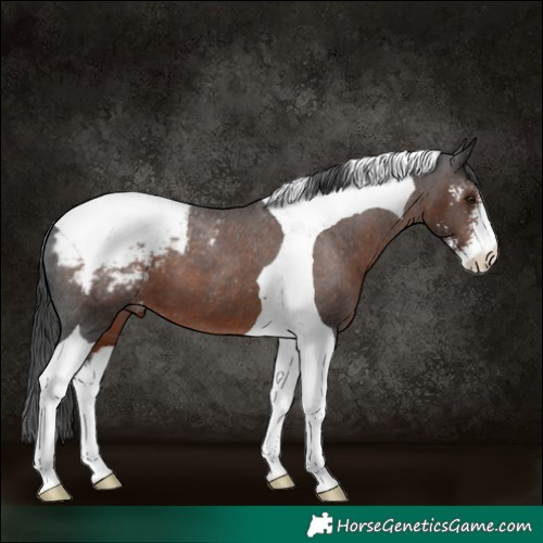 Horse Color:Liver Chestnut Sabino Tobiano Appaloosa 