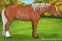 Horse Color:Silver Bay Rabicano