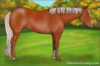 Horse Color:Silver Brown Sabino Rabicano 