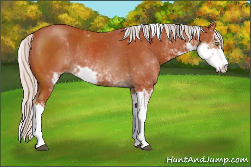 Horse Color:Silver Bay Sabino Rabicano 