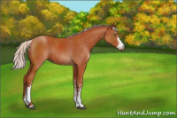 Horse Color:Silver Bay Sabino Rabicano