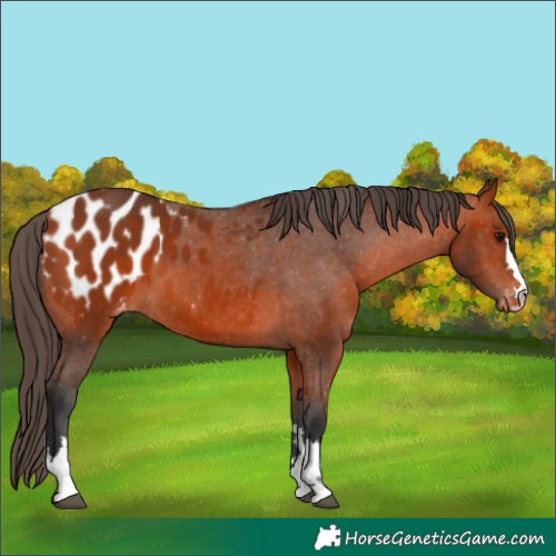 Horse Color:Bay Appaloosa 