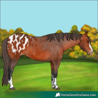 Horse Color:Bay Appaloosa 