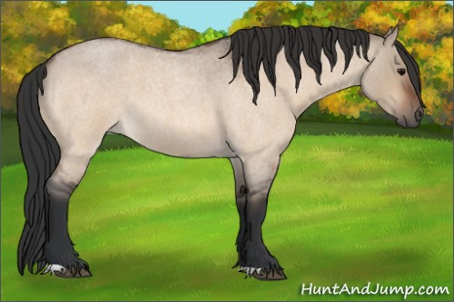 Horse Color:Bay Roan Dun 