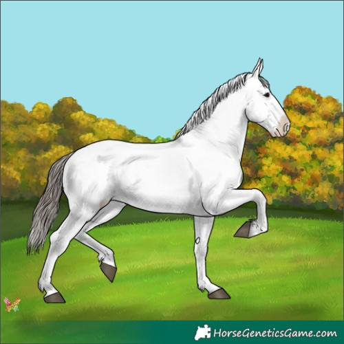 Horse Color:Black Varnish Rabicano