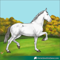 Horse Color:Black Appaloosa Rabicano 