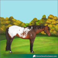 Horse Color:Bay Appaloosa 