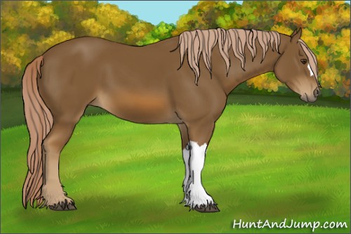 Horse Color:Chocolate Palomino 