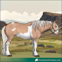 Horse Color:Silver Bay Dun Sabino Tobiano Frame Rabicano 