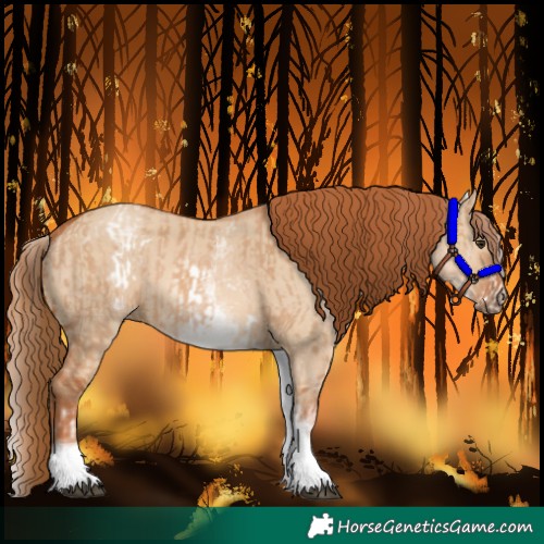 Horse Color:White Spotted Red Dun Rabicano  and White Spotted Red Dun Rabicano 