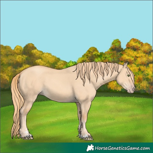Horse Color:Gold Champagne Dun 