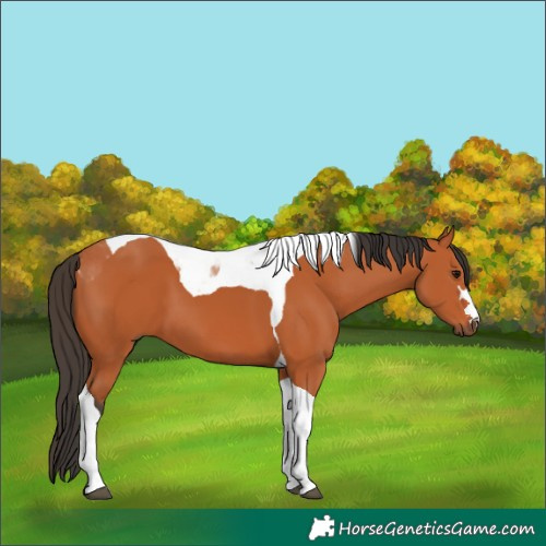 Horse Color:Bay Tobiano 