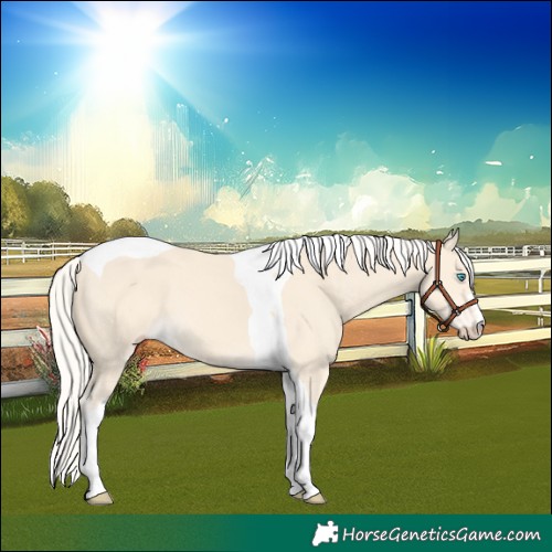 Horse Color:Cremello Tobiano 