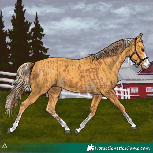 Horse Color:Chestnut and Palomino