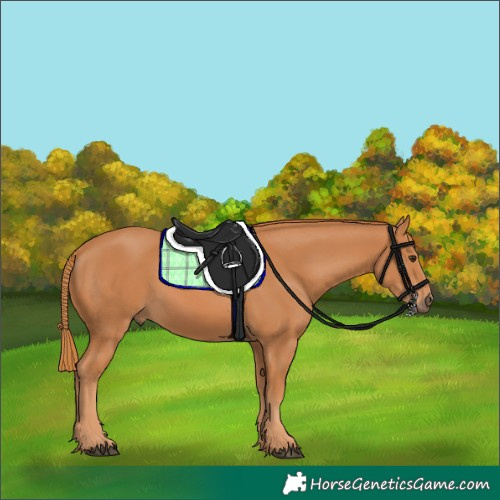 Horse Color:Chestnut 