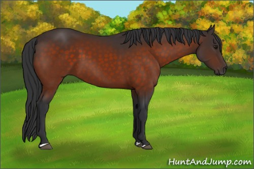 Horse Color:Brown 