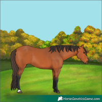 Horse Color:Bay 