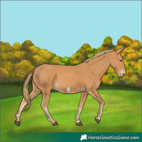 Horse Color:Chestnut Frame 