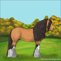 Horse Color:Buckskin 