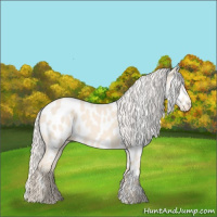 Horse Color:Cremello Appaloosa 