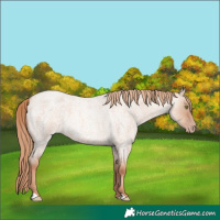 Horse Color:Gold Champagne Roan Dun 