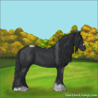 Horse Color:Black Tobiano Frame