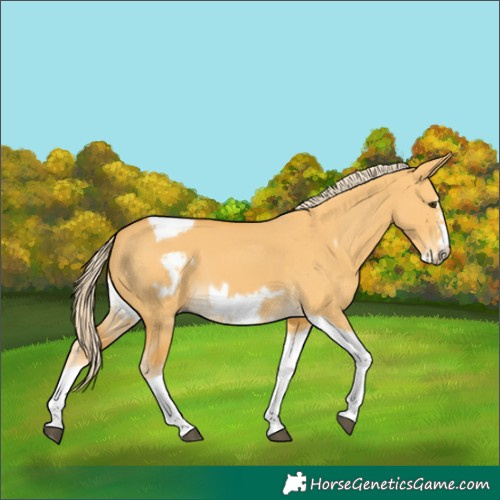 Horse Color:Palomino Dun Tobiano Frame