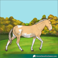 Horse Color:Palomino Dun Tobiano Frame 