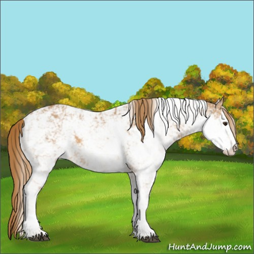 Horse Color:Chestnut Sabino 