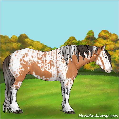 Horse Color:Bay Splash Tobiano Appaloosa  and Bay Splash Tobiano Appaloosa 