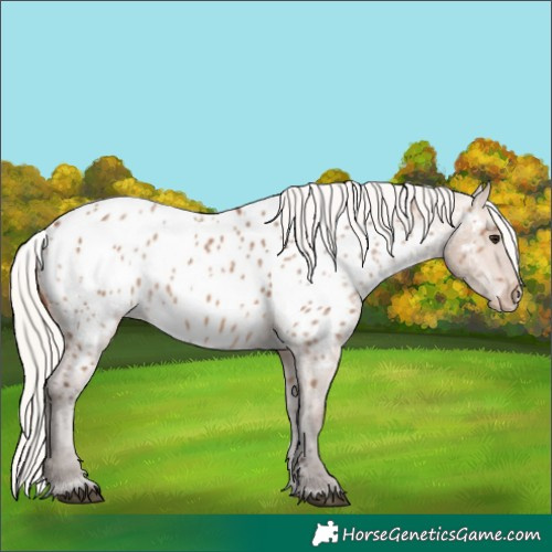 Horse Color:Silver Brown Dun Appaloosa