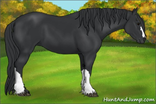 Horse Color:Black 