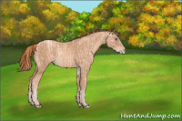 Horse Color:Gold Champagne Pearl Rabicano and Gold Champagne Rabicano