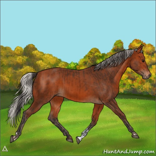 Horse Color:Bay and Silver Bay