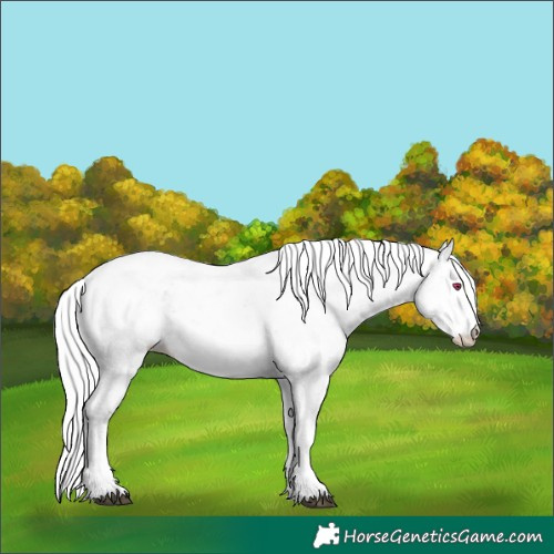 Horse Color:Silver Black Chinchilla Pearl Sabino