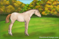 Horse Color:Gold Champagne Pearl Rabicano  and Gold Champagne Pearl Rabicano 