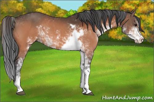 Horse Color:Bay Sabino 