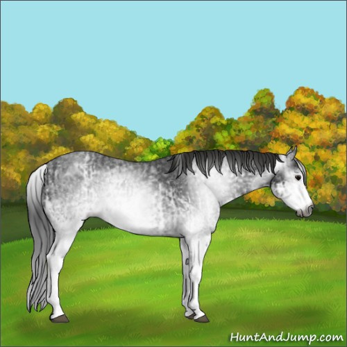 Horse Color:Gray White Spotted Black and Gray White Spotted Black Splash