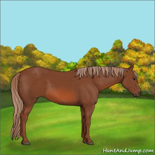 Horse Color:Chestnut 