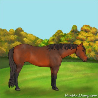 Horse Color:Bay 