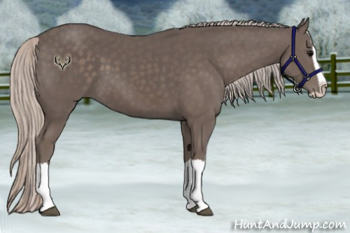 Horse Color:Silver Black Splash