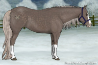 Horse Color:Silver Black Splash 