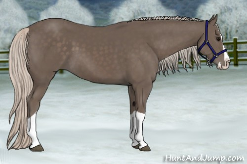 Horse Color:Silver Black Splash