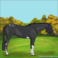 Horse Color:Black Tobiano Rabicano 
