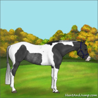 Horse Color:Black Tobiano Rabicano 