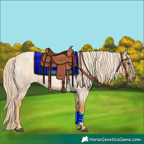 Horse Color:Palomino Roan Dun 