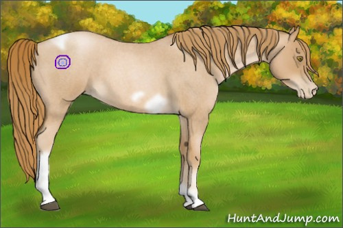 Horse Color:Red Roan Pearl Tobiano Frame 
