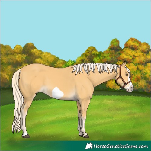 Horse Color:Palomino Frame 