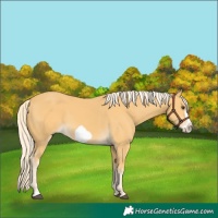 Horse Color:Palomino Frame 