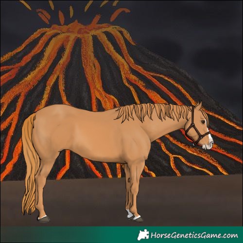 Horse Color:Chestnut Splash 